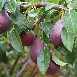 嫁接红梨苗新西兰红梨满天红梨树新西b兰红梨树苗盆栽地栽嫁接果