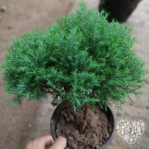 新品松柏盆景 绒针柏柏露松 绿植盆景l绒水四季常青办公室植物