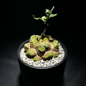 90天津龙哥多肉植物淘宝南非龟甲龙爬藤块根 龙哥多肉植物绿植盆栽