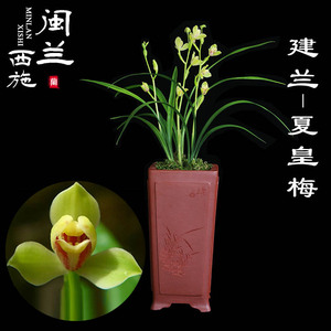 闽兰西施 建兰四季兰 原生老种夏皇梅 八大名品梅瓣兰花 浓香绿植