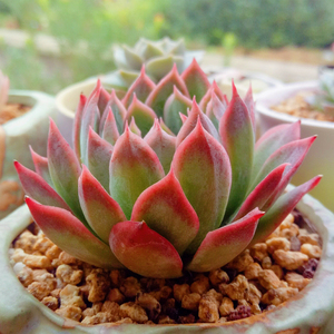 同款货源vincent58淘宝秋宴蓝安娜火焰杯绿野仙踪多肉植物秋季