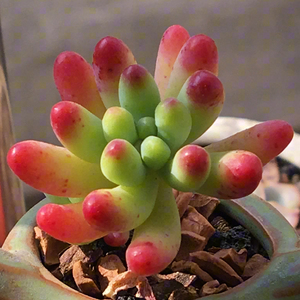 新款多冻乙女心果肉室物萌肉肉群生老桩多肉盆栽组合办公植绿植.