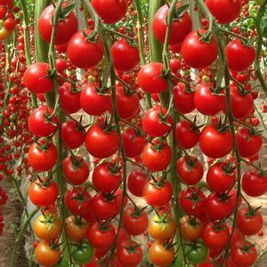 千禧超甜圣果种子圣女女果籽 阳台四季盆栽西红柿种子 樱桃小番茄