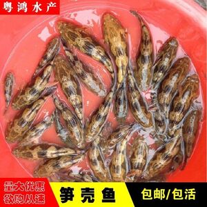 沙塘鳢虎头鲨笋壳鱼好养耐活淡水原生观赏鱼冷水鱼肉食凶猛小型鱼