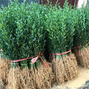 绿篱笆围墙植物带刺院子围园铁篱笆枸橘苗枳壳苗嫁接砧木护院小苗