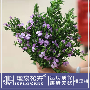 瑾裳|相思梅鲜花青梅叶花束配花配叶书房客厅装饰昆明直发长花期