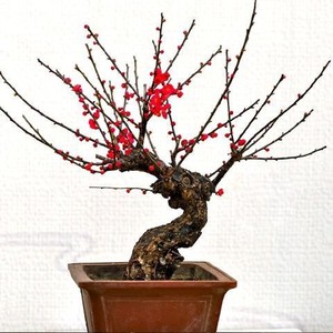 梅花盆栽老桩浓香型骨里红梅花庭院原生梅室内花卉盆景腊梅花树苗