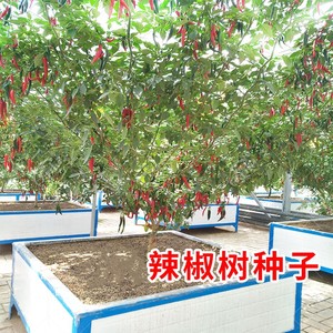 树形辣椒种籽多年生辣椒树种子高产湖南辣椒种孑超级辣的辣椒树籽