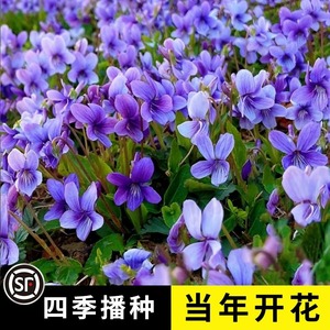 紫花地丁花种子四季开花观赏药用阳台盆栽春秋野堇菜花籽花卉种孑