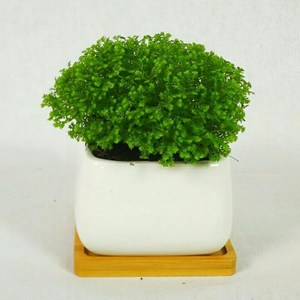 情人草蕨类植物幸福草吸甲醛净化空气室内桌面绿植盆栽花卉