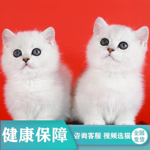 纯种英短蓝猫布偶猫美短暹罗德文缅因蓝白猫金银渐层幼猫宠物猫咪