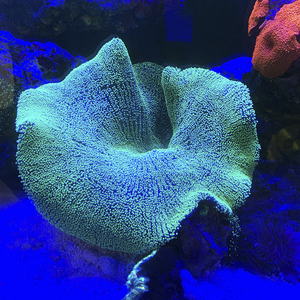 短须地毯海葵 海水鱼珊瑚活体 包活 lps小丑鱼尼莫共生 海邻水族