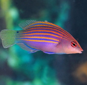 【海水鱼珊瑚活】海水鱼珊瑚活品牌,价格 - 阿里巴巴