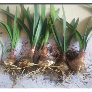 紫根兰 植物花卉石蒜科红花垂筒花球乔治百合紫根兰种球