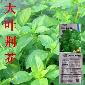 美味大叶荆芥种子河南荆芥菜籽四季播荆芥菜种子野菜田园种植