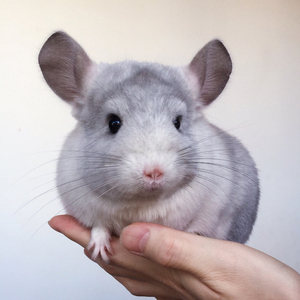 龙猫活物送笼子活体幼崽送笼活公仔卷毛宠物已打疫苗带笼北京长毛