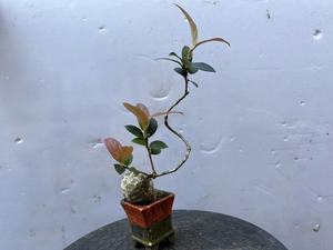 云南米叶五翅莓云南高山越橘树萝卜吊金钟开花又结果活体盆栽