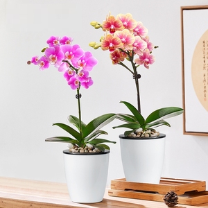 鲜花盆栽适合室内阳台上养的花家里客厅放的花植物土养禄植蝴蝶兰