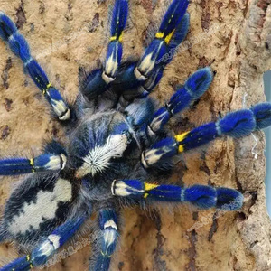 selenocosmia biru婆罗洲蓝宝石高端品种捕鸟蛛足4-11cm宠物蜘蛛