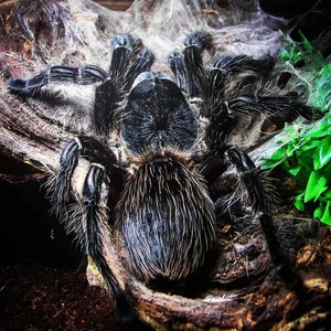 巴西所罗门宠物大蜘蛛活物巨型2