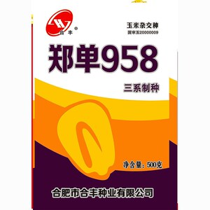 高产玉米种子郑单958国审抗旱涝种抗倒白轴大棒抗病早熟种