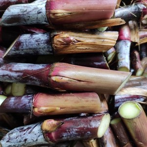 紫色甜象草巴西红象草种节多年生高产牧草四季耐寒紫色皇竹草牛羊