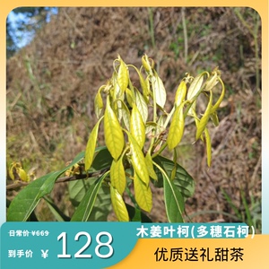 多穗石柯嫩叶甜茶木姜叶柯嫩叶甜茶溆浦瑶茶芷江甜茶雪峰甜茶冲泡