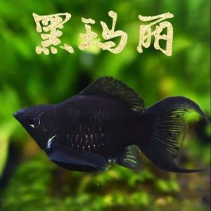孔雀鱼黑玛丽
