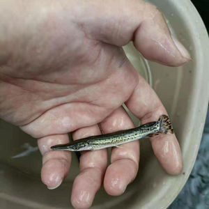 鳄雀鳝幼苗福鳄大型肉食凶猛观赏鱼冷水淡水养殖黑火箭幽灵火箭鱼