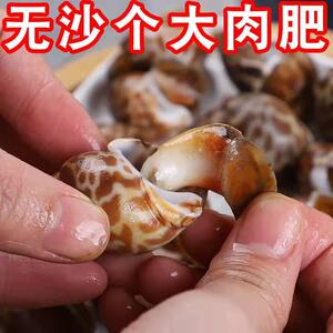 4斤花螺鲜活新鲜海螺老婆脚海鲜超大东风螺特大冷冻凤螺水产海鲜