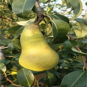 阿巴特梨树苗 长颈葫芦形香梨 西洋梨的优良品种 丰产 大果果树苗