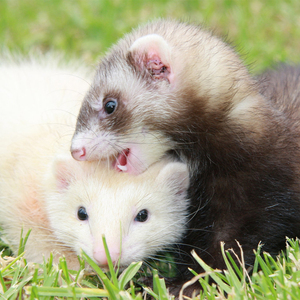 宠物貂安格鲁雪貂小水獭宠物活物活体安哥鲁活幼崽水貂花貂安德鲁
