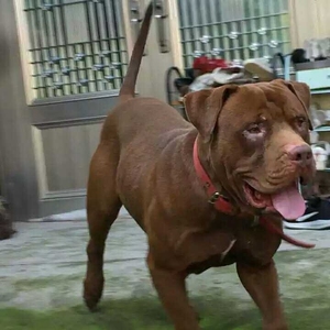 纯种比特犬幼犬活体斗狗犬打架犬幼崽巨比大体双血统比特犬出售