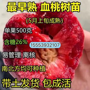 新品种嫁接贵妃血桃树苗甜度21当年结果南北方种植耐寒特大果树苗