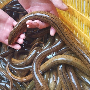 【大种黄鳝苗】大种黄鳝苗品牌,价格 - 阿里巴巴