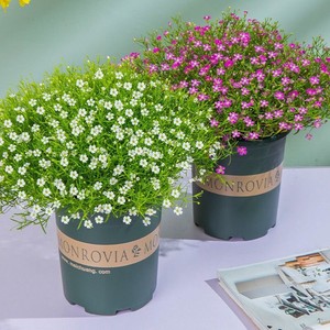 多肉满天星盆栽