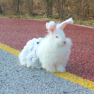 网红巨型安哥拉兔宠物兔兔子活物长毛兔幼崽青年成年大型巨兔活体
