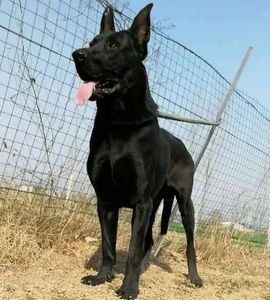黑狼犬幼犬纯种看家护院狗狗猛犬纯黑色墨界大型中华狼狗幼崽活体