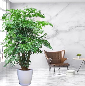 老桩幸福树客厅大型盆栽室内植物大厅办公室大棵绿植花卉南京同城