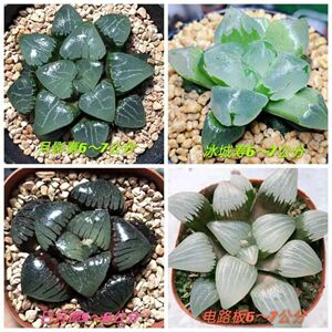 玉露多肉植物组合十二生肖花卉盆栽黄金玉露冰灯姬玉露室内盆栽