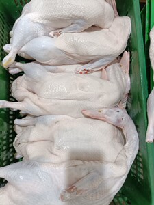 801人付款淘宝白条鸭田鸭脆皮烧鸭北京烤鸭闷鸭卤鸭新