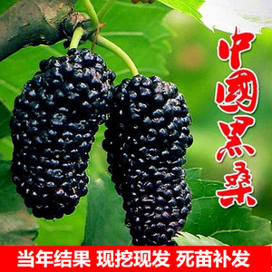 桑葚树苗大果南方种四季食用黑桑葚北方种植桑树大叶苗当年结果