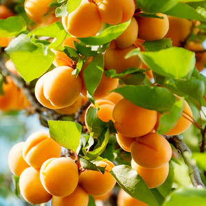 杏子树苗嫁接特大庭院地栽南北方四季种植早熟当年结果杏梅苗树