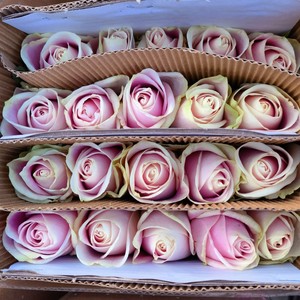 玛利亚玫瑰花水养大花月季鲜切花情人节送女朋友鲜花女神节礼物包