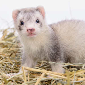宠物貂安格鲁雪貂小水獭宠物活物活体水貂安哥鲁活花貂幼崽安德鲁