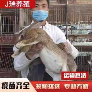 大流士兔子