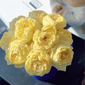 金伊芙伯爵玫瑰月季鲜切花云南基地直发水养插瓶全国速递顺丰空运