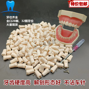 牙科 仿真牙粒树脂散牙齿材料开髓牙口腔耗材备牙模型 考试练习牙