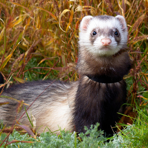 宠物貂安格鲁雪貂小水獭宠物活物活体幼崽水貂安德鲁花貂安哥鲁活