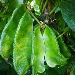 【原装】大片绿眉豆种子老母猪耳朵豆角青扁豆绿扁豆蔬菜种子